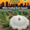 Squash, White Scallop Bush Summer Organic Seeds