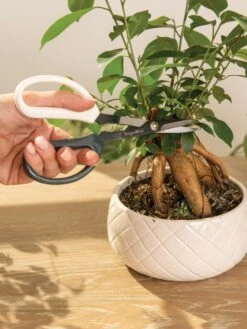 Japanese Pruning Scisssors 16 Japanese Pruning Scisssors -GardenJoy Shop 3 4 crop 8612968 0087