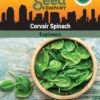 Corvair Spinach Organic Seeds -GardenJoy Shop 3 4 crop 8613868 06842 Spinach Corvair SDSC