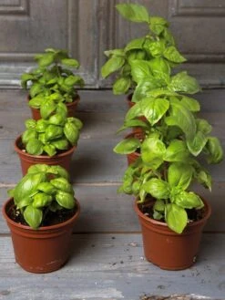 Organic Self-Watering Potting Mix, 20 Qts. -GardenJoy Shop 8592212 3979 001E tif 3