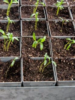 Seed Starting Mix, 9 Qts. -GardenJoy Shop 8592212 6177