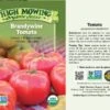 Brandywine Tomato Organic Seeds 1 Brandywine Tomato Organic Seeds -GardenJoy Shop 8596098 001V Brandywine Tomato tif