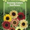 Evening Colors Sunflower Organic Seeds