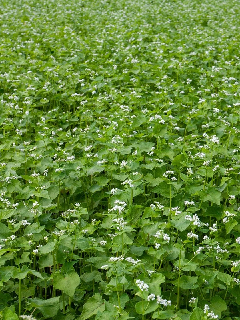 Common Buckwheat Organic Seeds 4 Common Buckwheat Organic Seeds - Image 2