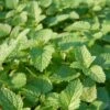 Lemon Balm Organic Seeds 1 Lemon Balm Organic Seeds -GardenJoy Shop 8599880 01V tif