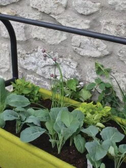 Vigoroot™ Self-Watering Easy Garden Planter -GardenJoy Shop 8609879 04V tif