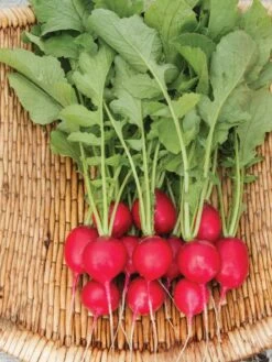 Family Garden Organic Seed Collection, Set Of 7 -GardenJoy Shop 8610262 Cherry Belle Radish 06V tif