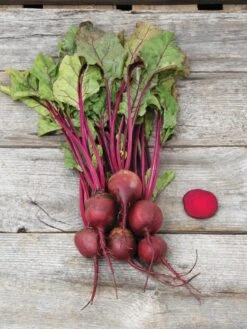Family Garden Organic Seed Collection, Set Of 7 -GardenJoy Shop 8610262 Detroit Dark Red Beet 03V tif