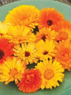 Family Garden Organic Seed Collection, Set Of 7 -GardenJoy Shop 8610262 Pacific Beauty Calendula 07V tif