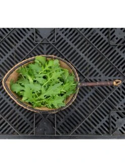 Silk Road Garden Organic Seed Collection, Set Of 6 9 Silk Road Garden Organic Seed Collection, Set Of 6 -GardenJoy Shop 8610264 mizuna babyleaf 01v