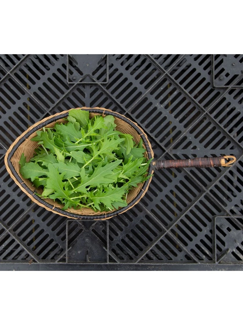 Silk Road Garden Organic Seed Collection, Set Of 6 5 Silk Road Garden Organic Seed Collection, Set Of 6 - Image 3