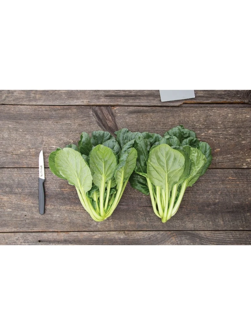 Silk Road Garden Organic Seed Collection, Set Of 6 4 Silk Road Garden Organic Seed Collection, Set Of 6 - Image 2