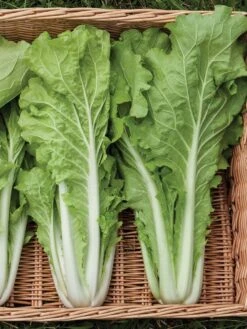 Silk Road Garden Organic Seed Collection, Set Of 6 10 Silk Road Garden Organic Seed Collection, Set Of 6 -GardenJoy Shop 8610264 tokyo bekana 02v