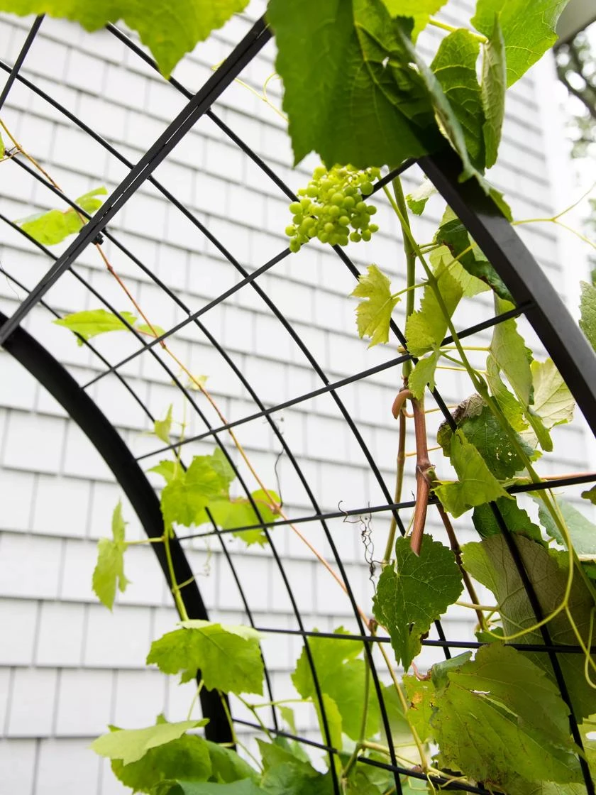 2’ X 4’ Arch Trellis For Planter Boxes 10 2’ X 4’ Arch Trellis For Planter Boxes - Image 8