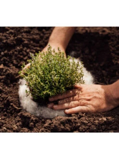 Hortiwool ®, 5 Pad Pack 13 Hortiwool ®, 5 Pad Pack -GardenJoy Shop 8613263 06v