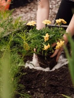 Hortiwool ®, Starter Garden Pad -GardenJoy Shop 8613263 12v 1