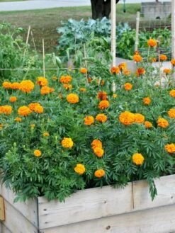 SeedSheets Organic Vegetable Garden, Easy Breezy Caprese, 4' X 8' 10 SeedSheets Organic Vegetable Garden, Easy Breezy Caprese, 4' X 8' -GardenJoy Shop 8613295 04V