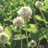 White Clover Seed, 1/2 Lb. 2 White Clover Seed, 1/2 Lb. -GardenJoy Shop GS35957 01K