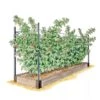 Raspberry Bed -GardenJoy Shop GS39389 01S 1