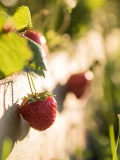 3-Tier Strawberry Bed -GardenJoy Shop Strawberry3 3167 tif